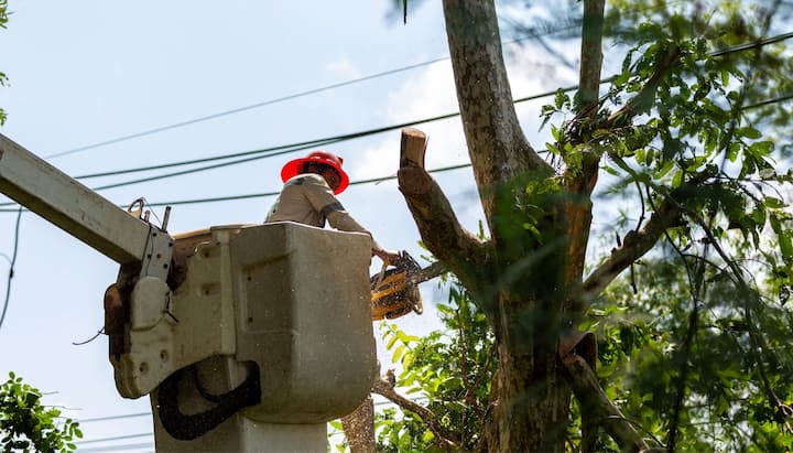 Tree care and maintenance services in Lynchburg