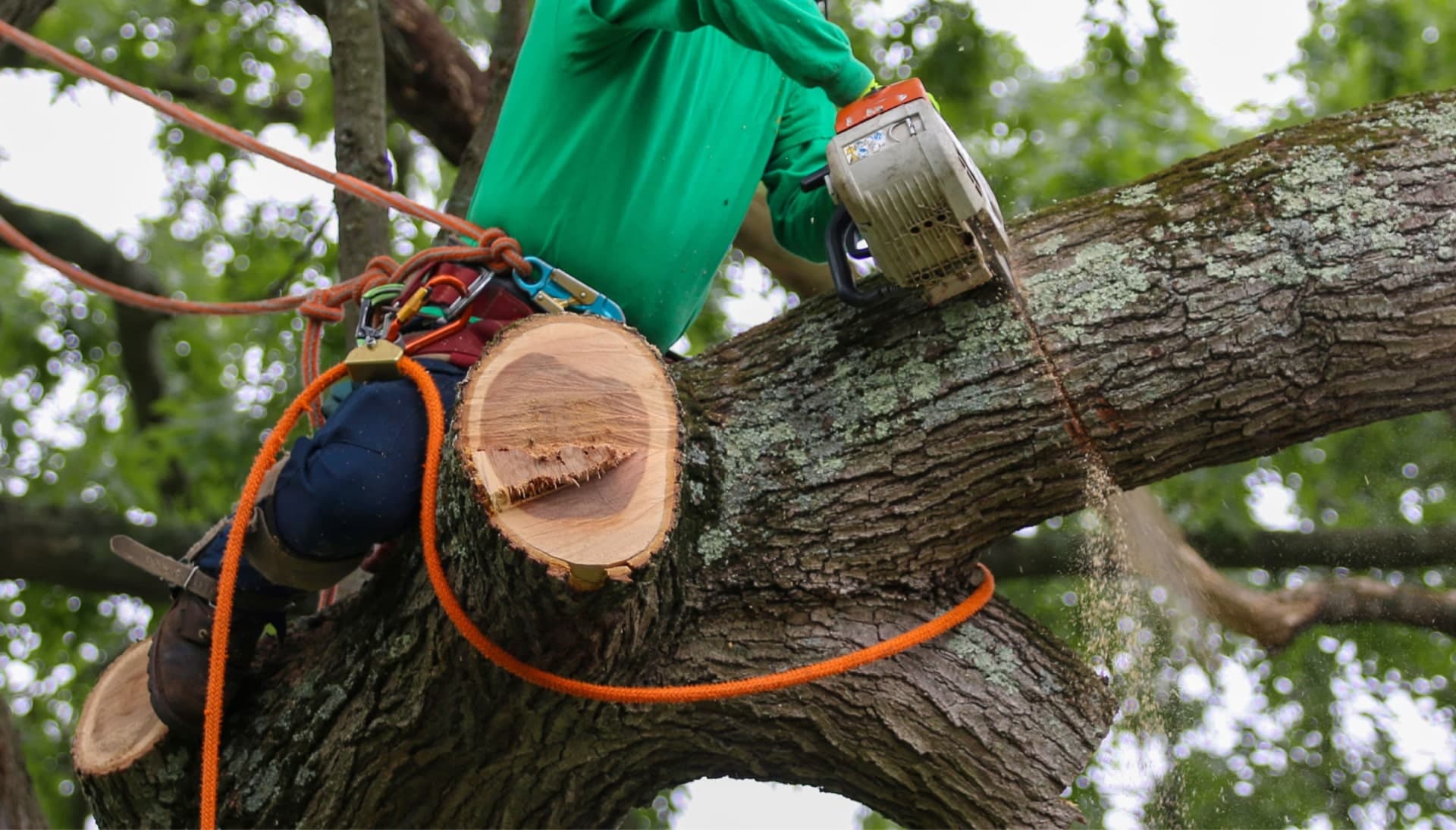 Shed your worries away with best tree removal in Lynchburg