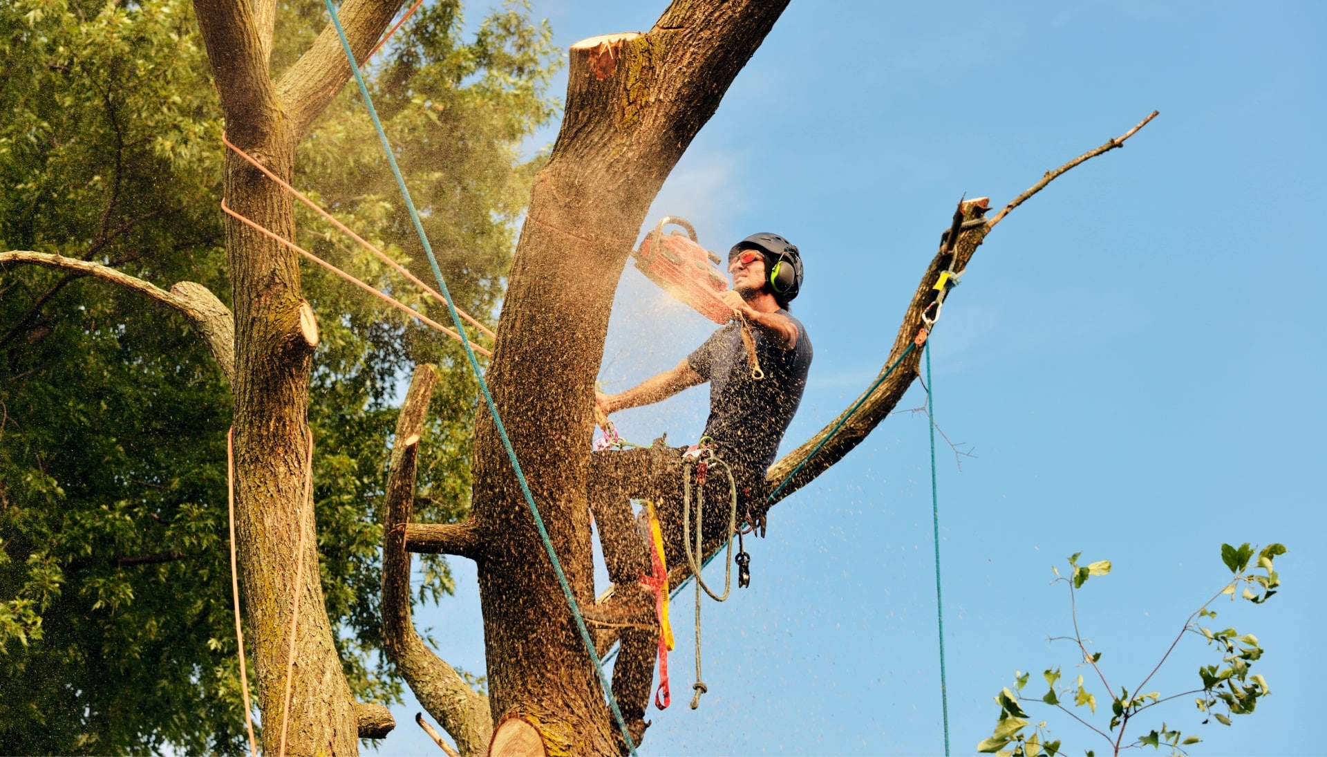 Get rid of tree problems with the expert tree removal contractors in Lynchburg