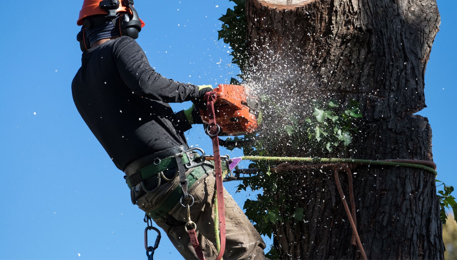 Professional Tree removal solutions in Lynchburg